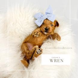 W R E N - Red  female Goldendoodle puppy in Cedar City, Utah from Cedar Doodles- Home of the Teddybear Goldendoodle
