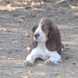Luigi - Liver and white male English Springer Spaniel puppy in Central, South Carolina from SarMel
