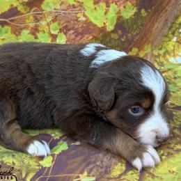 Hosea - Red tri male Toy Australian Shepherd puppy in Lumberton, Mississippi from Talowah Aussies