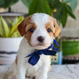 Cannon - Blenheim male Cavapoo puppy in Salado, Texas from Red Ranch Dogs