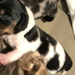 Joe - Piebald male Dachshund puppy in Harriet, Arkansas from B&K Dachshunds