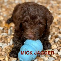 Mick Jagger - Chocolate male Goldendoodle puppy in Jonesboro, Arkansas from N. E. Arkansas Goldens and Doodles/ Southern Brewed Goldens