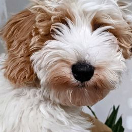Hudson - Goldendoodle