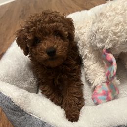 Poodle Puppies from Coasta J’s Toy Poodles