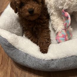 Poodle Puppies from Coasta J’s Toy Poodles