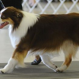 Australian Shepherds from Maine-my Aussies