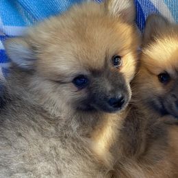 Pomeranians from Poms & Pythons