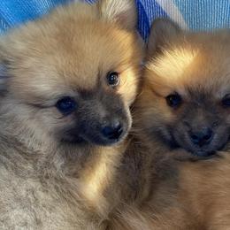 Pomeranians from Poms & Pythons