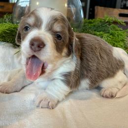 Clover - Piebald male Dachshund puppy in Dobson, North Carolina from Oakleys Dachshund Haven