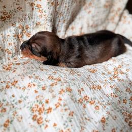 Dachshund Puppies from Drift & Dash Dachshunds