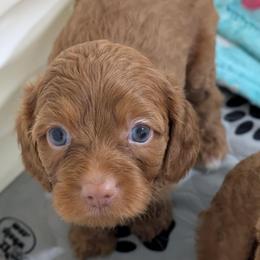Cedar - Red male Cavapoo puppy in Coshocton, Ohio from Forever Family Puppies