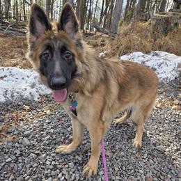 Iris - Sable female German Shepherd puppy in Dallas, Pennsylvania from Mountainside German Shepherds