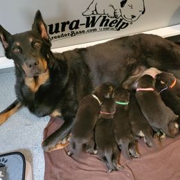 Beauceron Puppies from Rayon de Soleil Beaucerons