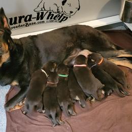 Beauceron Puppies from Rayon de Soleil Beaucerons