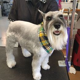 WALL-E - Miniature Schnauzer