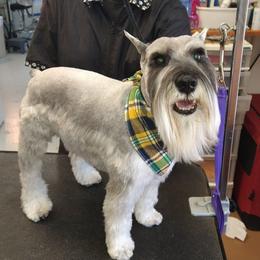 WALL-E - Miniature Schnauzer