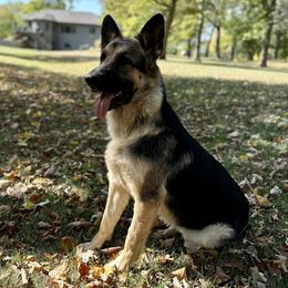 Luna - German Shepherd