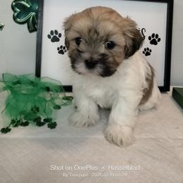 Girl 2 - Brown female Mal-Shi puppy in Boca Raton, Florida from Tina-Marie's Pups