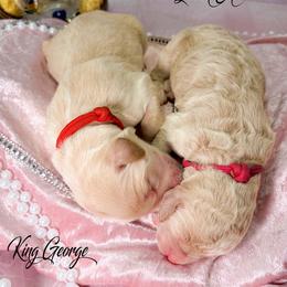 King George - Cream male Goldendoodle puppy in Stoughton, Wisconsin from Mandi's Doodles