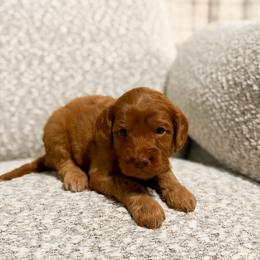 Joy - Red female Cavapoo puppy in Colcord, Oklahoma from Copper Lane Aussies, Doodles & Cavapoos