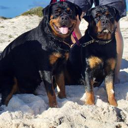 Rottweiler Puppies from Bronx Von Bridges Rottweilers