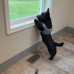 Duke - Black male Scottish Terrier puppy in Mancelona, Michigan from Stefany Farm of Happiness