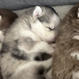 Pomskies from Pinkie's Pomskies