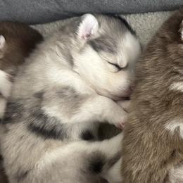 Pomskies from Pinkie's Pomskies