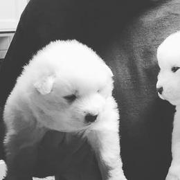 Samoyeds from White Rocks Samoyeds