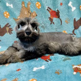 AKC Red collar - Salt and pepper male Miniature Schnauzer puppy in Comer, Georgia from Water Oak Farm