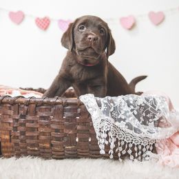 Labrador Retriever Puppies from Lorlyn Labradors