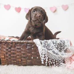 Labrador Retriever Puppies from Lorlyn Labradors