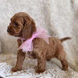 Lily - Red female Cavapoo puppy in Orrstown, Pennsylvania from Pawfect Fur Friends