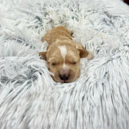 Neville - Apricot male Cavapoo puppy in Lancaster, Missouri from Cavapoo Acres