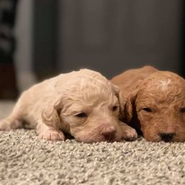 Goldendoodle Puppies from Thompson's Doodle Co.