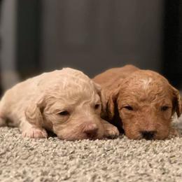 Goldendoodle Puppies from Thompson's Doodle Co.