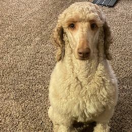 Aussiedoodles, Bordoodles, and Poodles from Danie’s Doggie Den