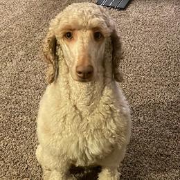 Aussiedoodles, Bordoodles, and Poodles from Danie’s Doggie Den