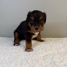 Sven - Black tri-color male Aussiedoodle puppy in Adams, Nebraska from Boxcar Doodles and Poodles