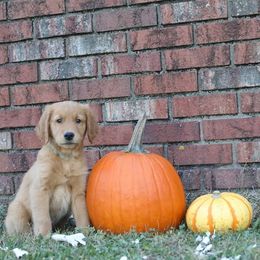 Golden Retriever Puppies from A&W Goldens