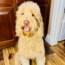 Willow - Goldendoodle