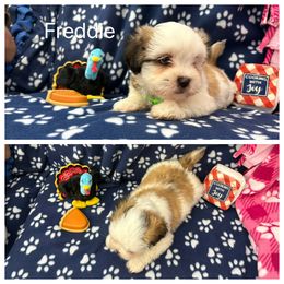 Freddie - White male Lhasa Apso puppy in Cincinnati, Ohio from Shangri-La Lhasa Apsos