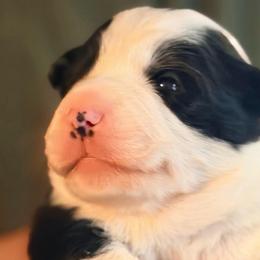 Zephyr - Black and white male Border Collie puppy in Lebanon, Oregon from Cahill’s Canines