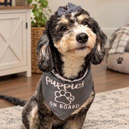 Winnie - Bernedoodle