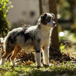 Queen Of Hearts - Blue merle female Miniature American Shepherd puppy in Franklinville, North Carolina from Fine Hill Miniature Americans