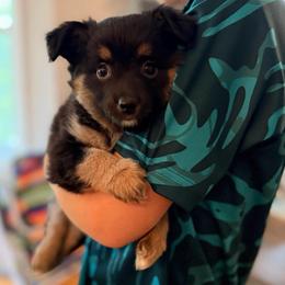 Daisy - Black tri female Miniature Australian Shepherd puppy in Harpers Ferry, West Virginia from Carter's Cuties