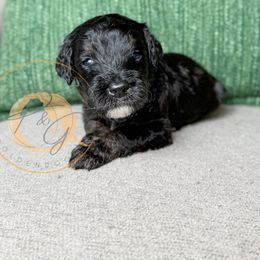 Mr. Green (green collar male) - Phantom male Goldendoodle puppy in Murrieta, California from Apricot Poodles & Goldendoodles, LLC