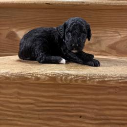 Monroe - Black and white female Sheepadoodle puppy in Lancaster, Pennsylvania from Bitler Family Puppies