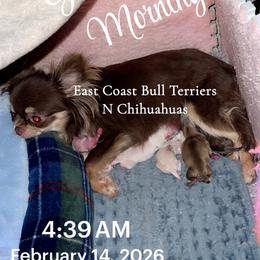 Cream boy 2 - Cream male Chihuahua puppy in Kannapolis, North Carolina from East Coast Bull Terriers N Chihuahuas
