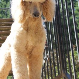DaVinci - Poodle